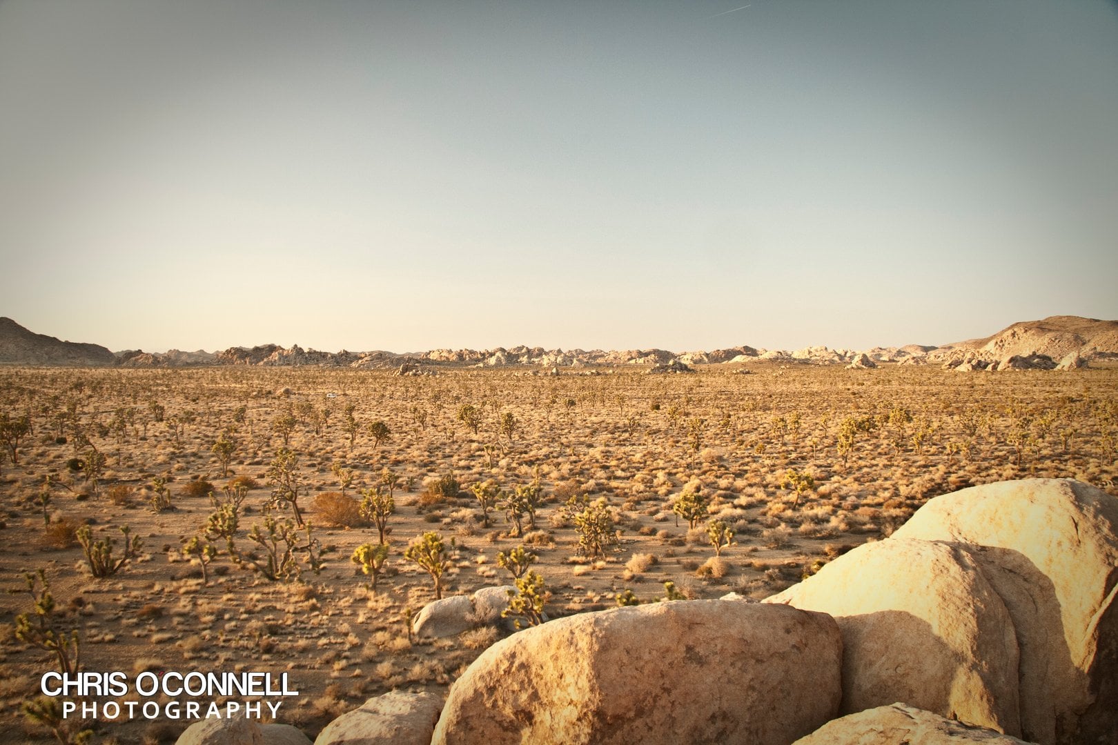 Desert landscape with Joshua trees