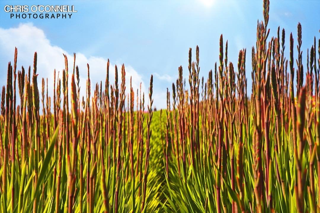 Carlsbad Flower Fields with vibrant blooms stretching across rolling hills